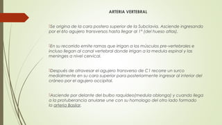 ARTERIA VERTEBRAL 
Se origina de la cara postero superior de la Subclavia. Asciende ingresando 
por el 6to agujero transversos hasta llegar al 1° (del hueso atlas). 
En su recorrido emite ramas que irrigan a los músculos pre-vertebrales e 
incluso llegan al canal vertebral donde irrigan a la medula espinal y las 
meninges a nivel cervical. 
Después de atravesar el agujero transverso de C1 recorre un surco 
medialmente en su cara superior para posteriormente ingresar al interior del 
cráneo por el agujero occipital. 
Asciende por delante del bulbo raquídeo(medula oblonga) y cuando llega 
a la protuberancia anularse une con su homologo del otro lado formado 
la arteria Basilar. 
 
