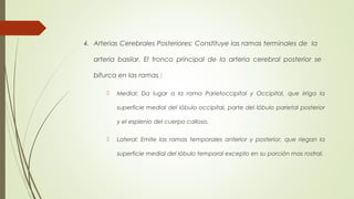 4. Arterias Cerebrales Posteriores: Constituye las ramas terminales de la 
arteria basilar. El tronco principal de la arteria cerebral posterior se 
bifurca en las ramas : 
 Medial: Da lugar a la rama Parietoccipital y Occipital, que irriga la 
superficie medial del lóbulo occipital, parte del lóbulo parietal posterior 
y el esplenio del cuerpo calloso. 
 Lateral: Emite las ramas temporales anterior y posterior, que riegan la 
superficie medial del lóbulo temporal excepto en su porción mas rostral. 
 