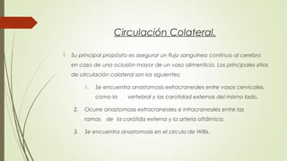 Circulación Colateral. 
 Su principal propósito es asegurar un flujo sanguíneo continuo al cerebro 
en caso de una oclusión mayor de un vaso alimenticio. Los principales sitios 
de circulación colateral son los siguientes: 
1. Se encuentra anastomosis extracraneales entre vasos cervicales, 
como la vertebral y las carotidad externas del mismo lado. 
2. Ocurre anastomosis extracraneales e intracraneales entre las 
ramas de la carótida externa y la arteria oftálmica. 
3. Se encuentra anastomosis en el circulo de Willis. 
 