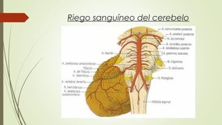 Riego sanguíneo del cerebelo 
 