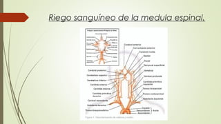 Riego sanguíneo de la medula espinal. 
 