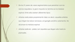  De los 31 pares de vasos segmentarios que penetran con los 
nervios raquídeos, la gran mayoría no termina en la médula 
espinal. Entre ellos existen diferentes tipos: 
 Arterias radiculares propiamente tales: es decir, aquellas arterias 
que irrigan las raíces nerviosas y el ganglio sensitivo solamente. No 
alcanzan la médula espinal. 
 Arterias radículo - piales: son aquellas que llegan sólo hasta la 
piamadre. 
 