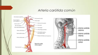Arteria carótida común 
 