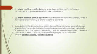  La arteria carótida común derecha se inicia en la bifurcación del tronco 
braquiocefálico, junto con la arteria subclavia derecha. 
 La arteria carótida común izquierda nace directamente del arco aórtico, entre el 
tronco braquiocefálico y la arteria subclavia izquierda 
 Inmediatamente después de su origen, las carótidas comunes ascienden en el 
interior de la vaina carotidea junto con la vena yugular interna (VYI) y el nervio 
vago hasta el borde superior del cartílago tiroides, es en este punto en donde cada 
una de las arterias carótidas comunes da origen por bifurcación a las 
arterias carótida interna y carótida externa. 
 