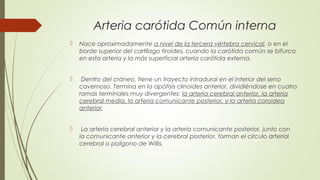 Arteria carótida Común interna 
 Nace aproximadamente a nivel de la tercera vértebra cervical, o en el 
borde superior del cartílago tiroides, cuando la carótida común se bifurca 
en esta arteria y la más superficial arteria carótida externa. 
 Dentro del cráneo, tiene un trayecto intradural en el interior del seno 
cavernoso. Termina en la apófisis clinoides anterior, dividiéndose en cuatro 
ramas terminales muy divergentes: la arteria cerebral anterior, la arteria 
cerebral media, la arteria comunicante posterior, y la arteria coroidea 
anterior. 
 La arteria cerebral anterior y la arteria comunicante posterior, junto con 
la comunicante anterior y la cerebral posterior, forman el círculo arterial 
cerebral o polígono de Willis. 
 