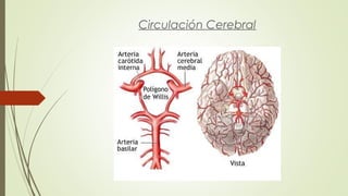 Circulación Cerebral 
 