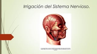 Irrigación del Sistema Nervioso. 
 