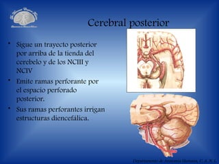 irrigacionSNC.ppt_ANATOMIA_CEREBRO_SNC_VASOS | PPT