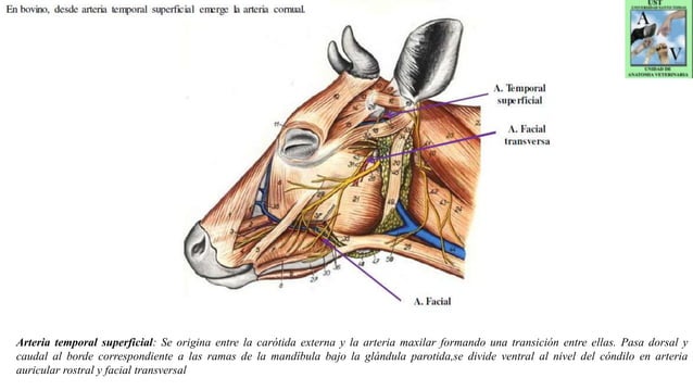 Irrigación y drenaje de cabeza de bovino y equino