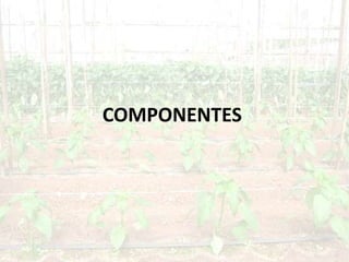 COMPONENTES
 