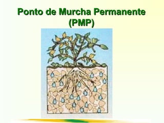 Ponto de Murcha PermanentePonto de Murcha Permanente
(PMP)(PMP)
 