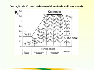 Variação de Kc com o desenvolvimento de culturas anuais
Kc médio
Kc final
Estabele-
cimento
Desenvolvimento
Vegetativo
Florescimento e
Frutificação
Maturação
Tempo (dias)
 