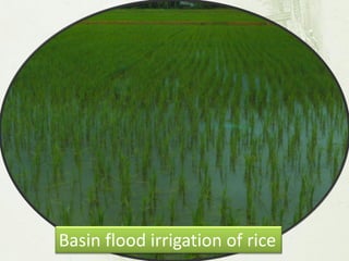 Basin flood irrigation of rice  