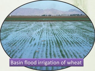 Basin flood irrigation of wheat  
