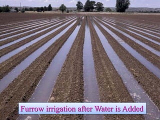 Furrow irrigation after Water is Added  