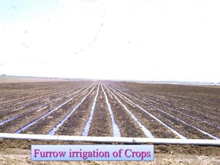 Furrow irrigation of Crops  