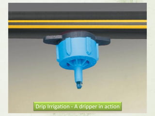 Drip Irrigation - A dripper in action  