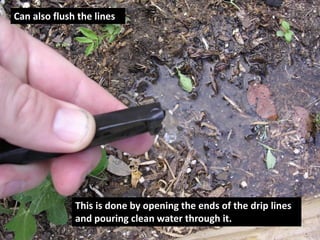 Can also flush the lines 
This is done by opening the ends of the drip lines and pouring clean water through it.  