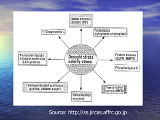 Source: http://ss.jircas.affrc.go.jp 