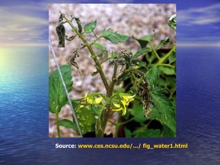 Source:  www.ces.ncsu.edu/.../ fig_water1.html   