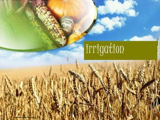 irrigation
 