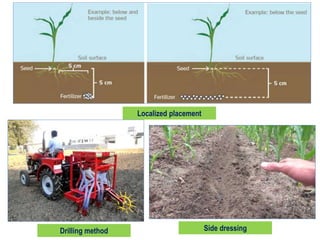 Irrigation and fertilizer application methods in horticultural crops by ...