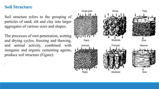 Soil Structure
Soil structure refers to the grouping of
particles of sand, silt and clay into larger
aggregates of various sizes and shapes.
The processes of root penetration, wetting
and drying cycles, freezing and thawing,
and animal activity, combined with
inorganic and organic cementing agents,
produce soil structure (Figure).
.
 