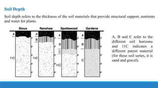 Soil Depth
Soil depth refers to the thickness of the soil materials that provide structural support, nutrients
and water for plants.
A, B and C refer to the
different soil horizons
and 11C indicates a
different parent material
(for these soil series, it is
sand and gravel).
 