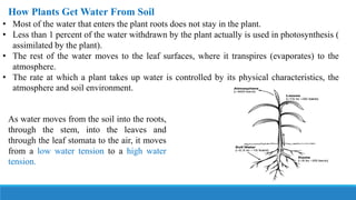 How Plants Get Water From Soil
• Most of the water that enters the plant roots does not stay in the plant.
• Less than 1 percent of the water withdrawn by the plant actually is used in photosynthesis (
assimilated by the plant).
• The rest of the water moves to the leaf surfaces, where it transpires (evaporates) to the
atmosphere.
• The rate at which a plant takes up water is controlled by its physical characteristics, the
atmosphere and soil environment.
As water moves from the soil into the roots,
through the stem, into the leaves and
through the leaf stomata to the air, it moves
from a low water tension to a high water
tension.
 
