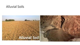 Alluvial Soils
 