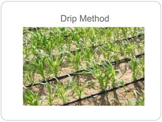 Drip Method IRRIGATION_ENGINEERING.pptx