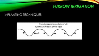 FURROW IRRIGATION
 PLANTING TECHNIQUES

 
