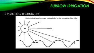 FURROW IRRIGATION
 PLANTING TECHNIQUES

 
