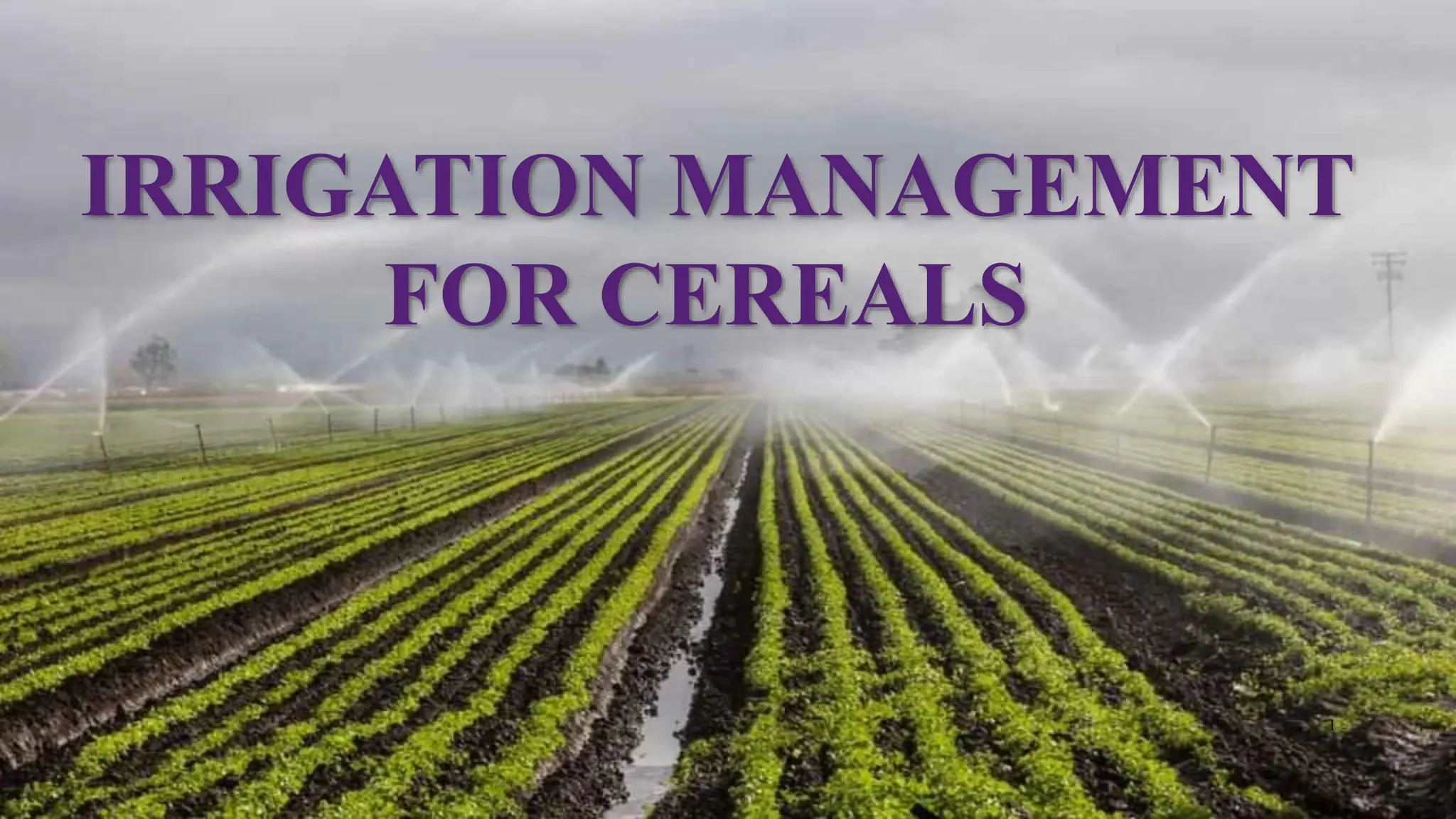 IRRIGATION MANAGEMENT FOR CEREALS CROPS LIKE RICE WHEAT MAIZE OATS