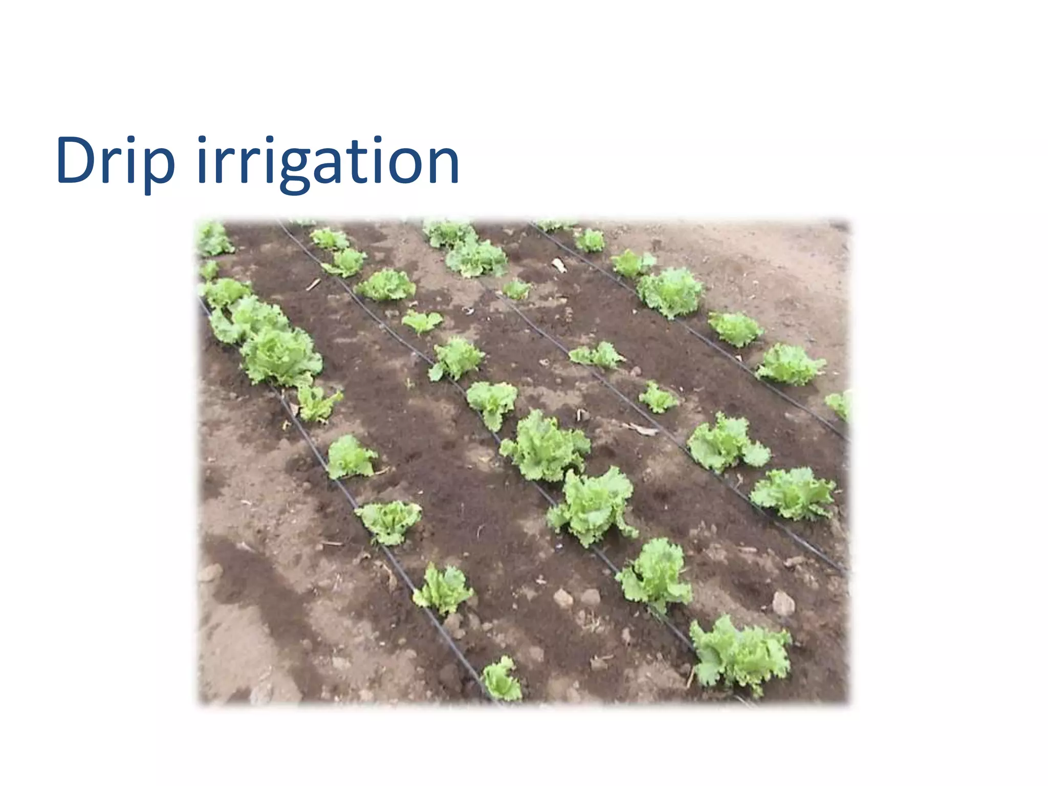 Drip irrigation
 