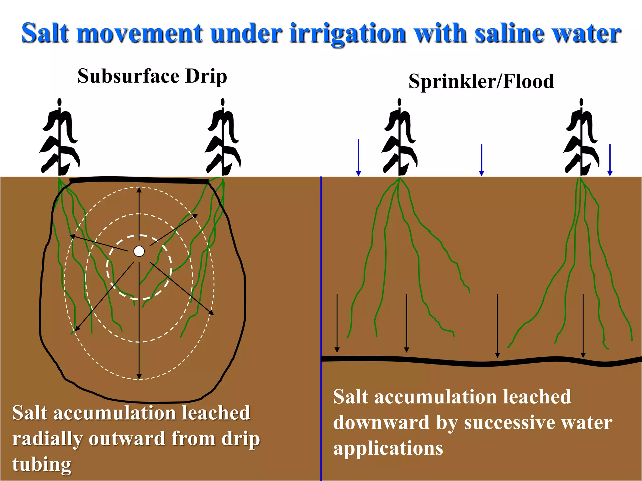 Salt movement under irrigation with saline water
Salt accumulation leached
downward by successive water
applications
Salt accumulation leached
radially outward from drip
tubing
Subsurface Drip Sprinkler/Flood
 
