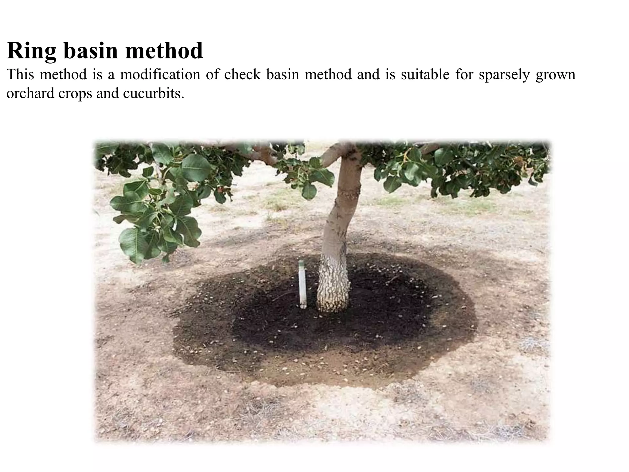 Ring basin method
This method is a modification of check basin method and is suitable for sparsely grown
orchard crops and cucurbits.
 