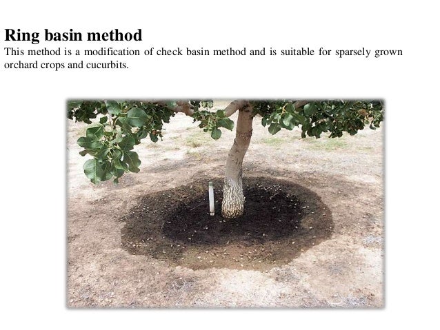 Ring Basin Irrigation Method Ring Basin Irrigation Method