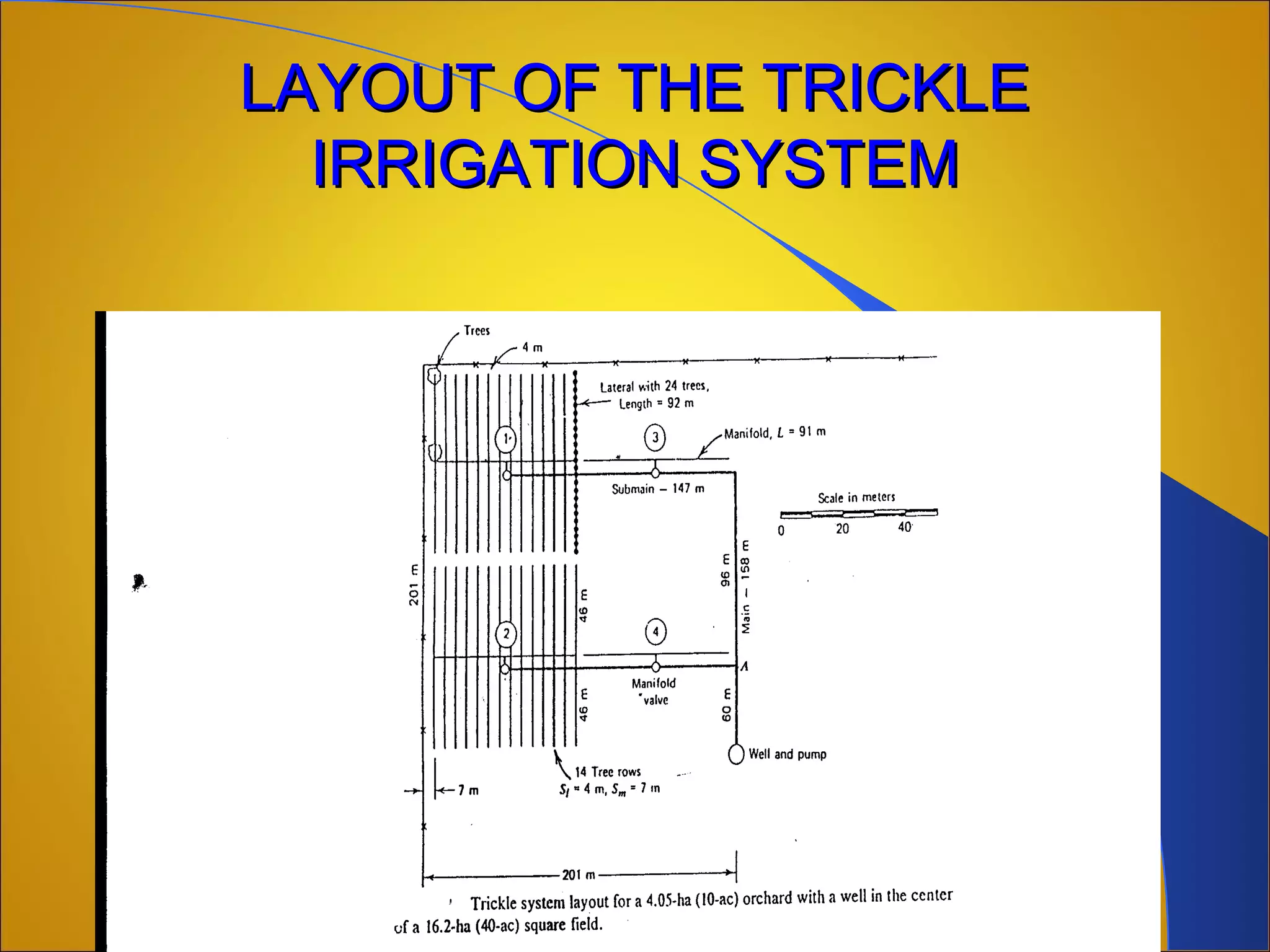 LAYOUT OF THE TRICKLELAYOUT OF THE TRICKLE
IRRIGATION SYSTEMIRRIGATION SYSTEM
 