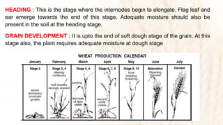Irrigation methods in wheat | PPTX