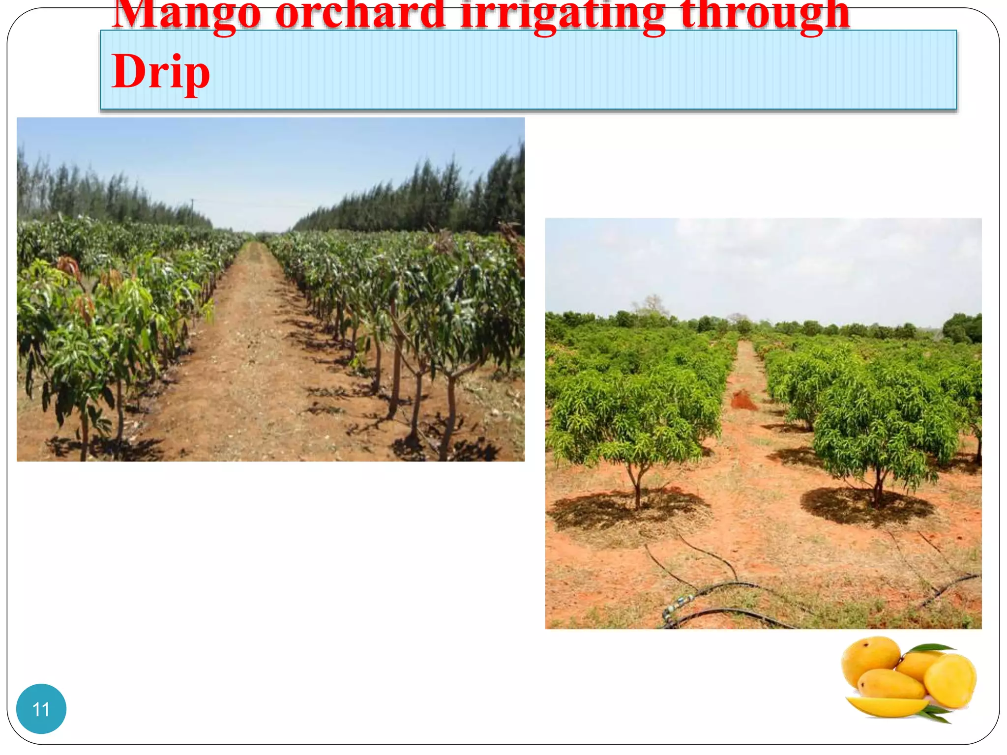 Mango orchard irrigating through
Drip
11
 