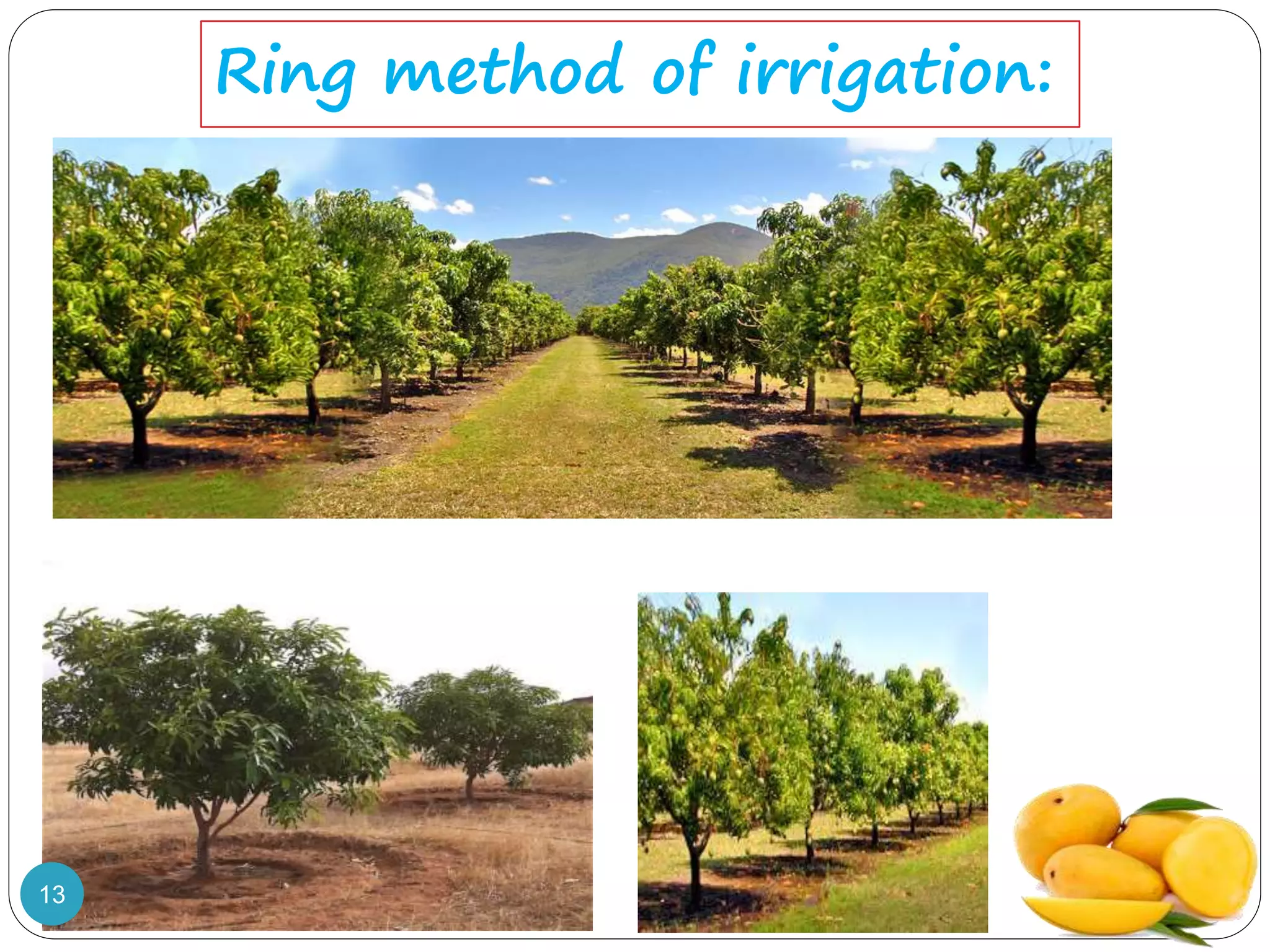 Ring method of irrigation:
13
 