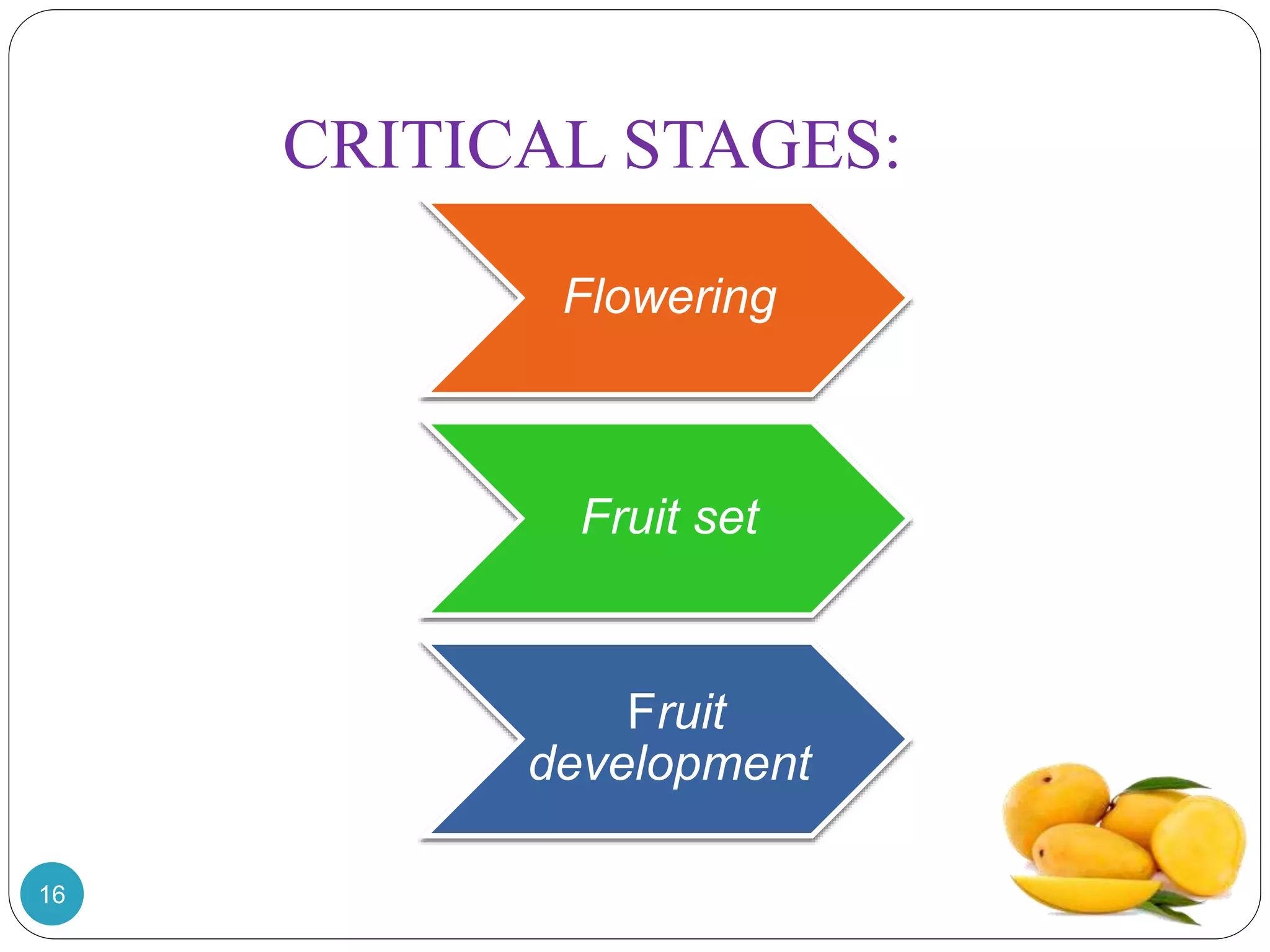 CRITICAL STAGES:
Flowering
Fruit set
Fruit
development
16
 