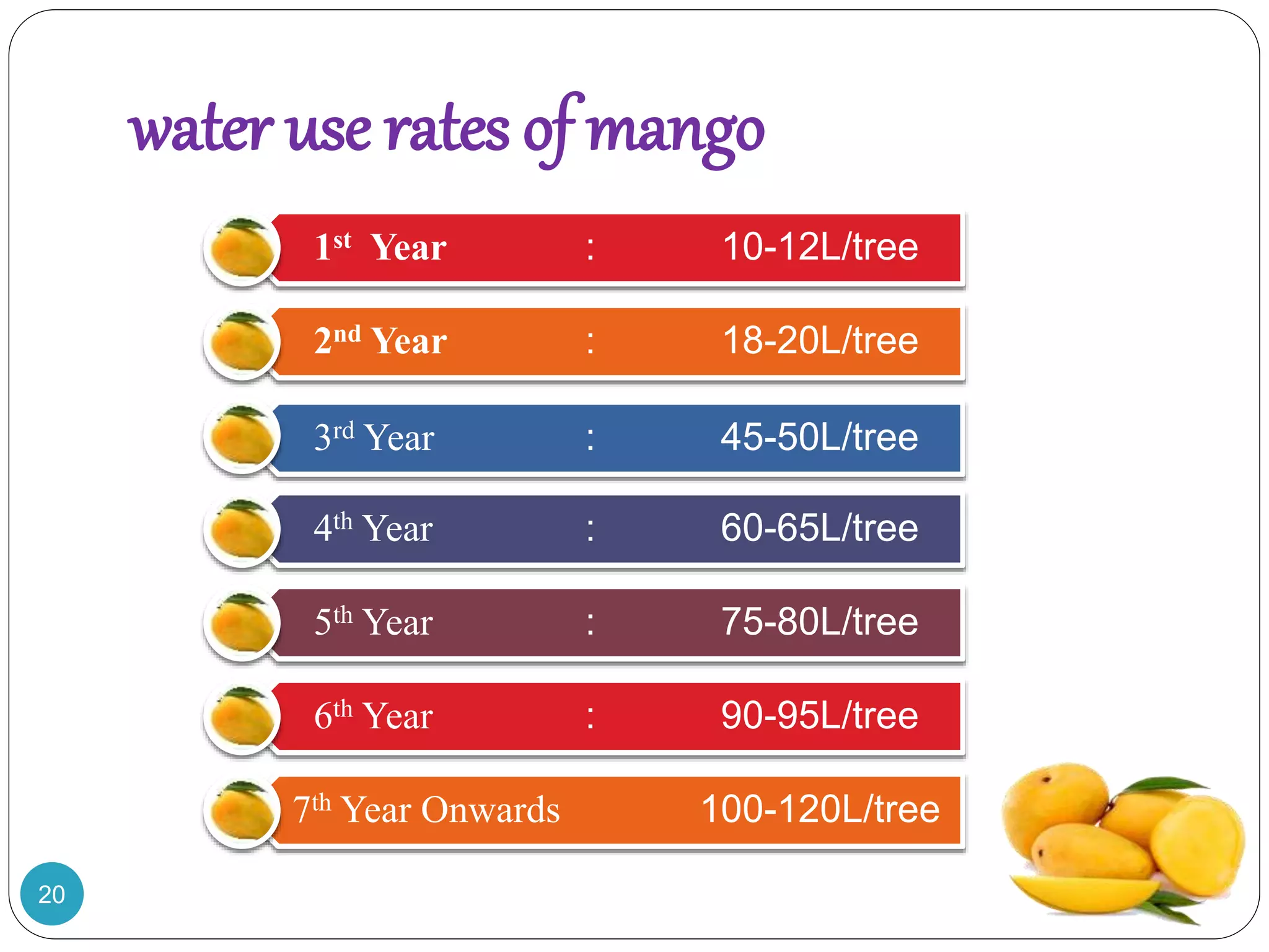 water use rates of mango
1st Year : 10-12L/tree
2nd Year : 18-20L/tree
3rd Year : 45-50L/tree
4th Year : 60-65L/tree
5th Year : 75-80L/tree
6th Year : 90-95L/tree
7th Year Onwards 100-120L/tree
20
 