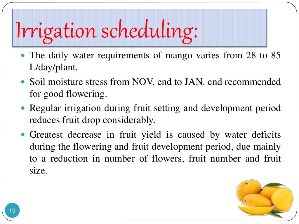Irrigation management in mango, Irrigation in mango