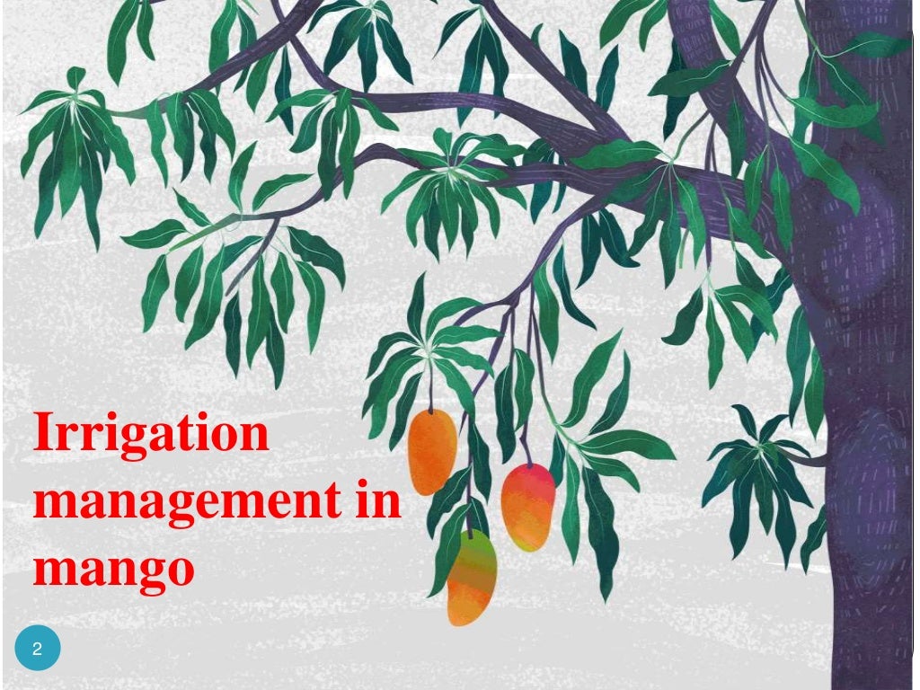 Irrigation management in mango, Irrigation in mango