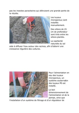 pas les insectes parasitaires qui détruisent une grande partie de
la récolte.

                                               Les tuyaux
                                               microporeux sont
                                               installés
                                               manuellement.

                                               Des sillons de 25
                                               cm de profondeur
                                               sont tirés entre les
                                               sillons plantés.

                                               La capillarité
                                               naturelle du sol
aide à diffuser l’eau autour des racines, afin d’obtenir une
croissance régulière des cultures.




                                            Pour l’alimentation en
                                            eau des tuyaux
                                            microporeux, un
                                            système souterra&in
                                            des tuyaux PE est
                                            installé.

                                             Le bon
                                             dimensionnement de
                                             l’alimentation et de la
                                             pompe, ainsi que
l’installation d’un système de filtrage et d’un régulateur de
 