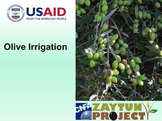 Olive Irrigation
 