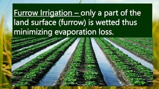 Furrow Irrigation – only a part of the
land surface (furrow) is wetted thus
minimizing evaporation loss.
 