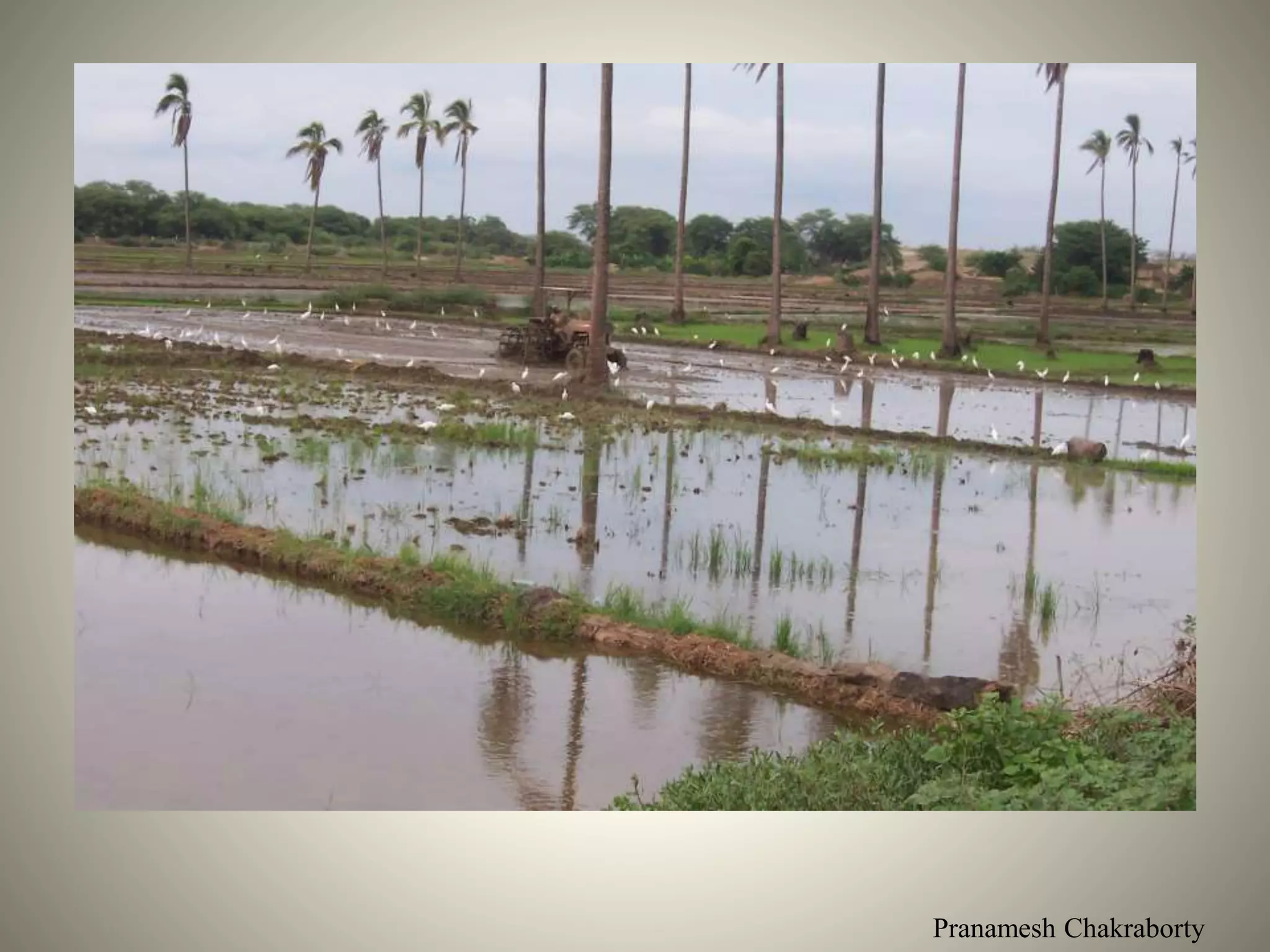 Pranamesh Chakraborty
 